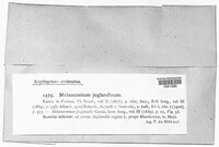Juglanconis juglandina image